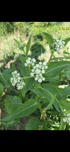 wild quinine