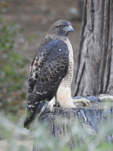 iNaturalist observation photo of Red-tailed Hawk