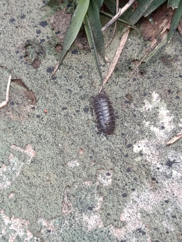 Common Pill Woodlouse