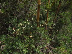 Myrceugenia lanceolata
