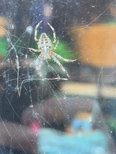 Cross Orbweaver