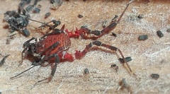 Metabalta tuberculata