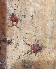 Metabalta tuberculata