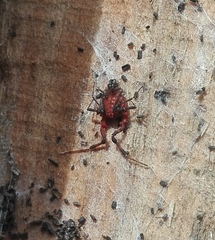 Metabalta tuberculata