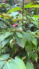 Euonymus occidentalis