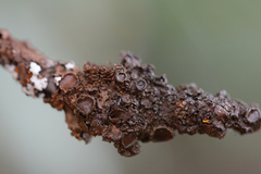 Melanohalea multispora