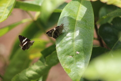 Autochton bipunctatus