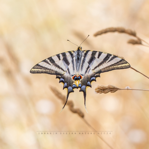 Iberian Scarce Swallowtail