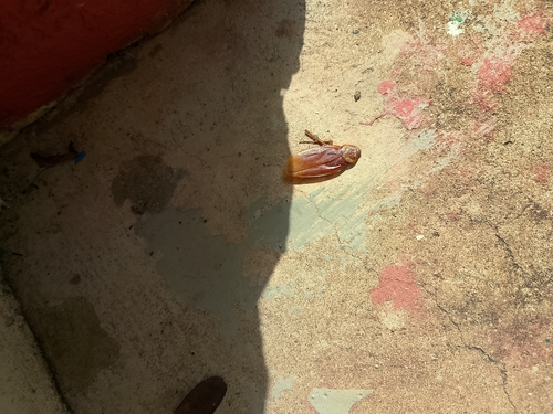 American Cockroach