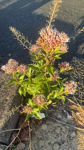 hemp agrimony