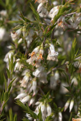 Styphelia conostephioides