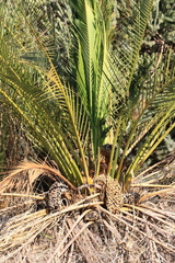 Macrozamia fraseri