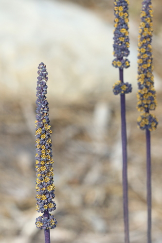 Lomandra preissii (Endl.) Ewart