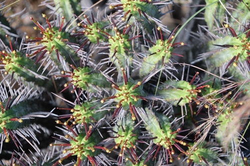 Euphorbia heptagona, photograph 2