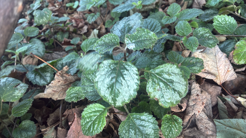 Variegated Yellow Archangel
