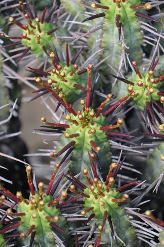 Euphorbia heptagona, photograph 3