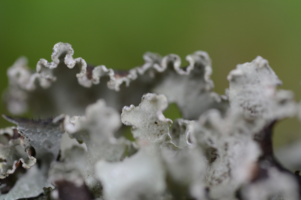 ribboned rag lichen