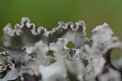 Platismatia wheeleri