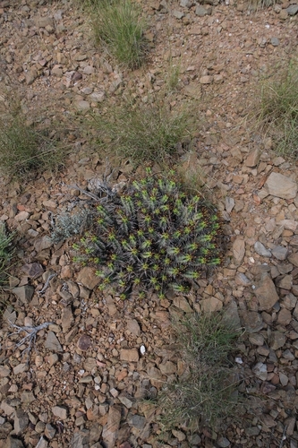 Euphorbia heptagona, photograph 4