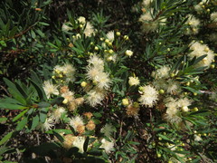 Myrceugenia lanceolata