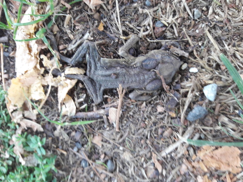 Spiny Toad