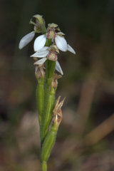 Eriochilus dilatatus