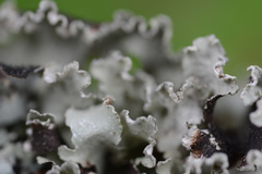 Platismatia wheeleri