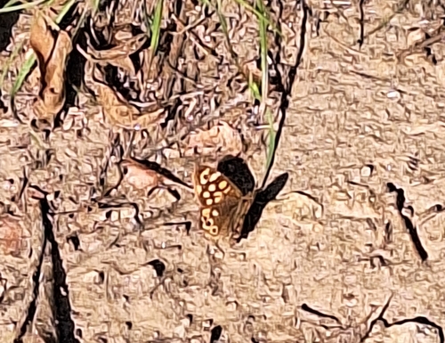 Speckled Wood