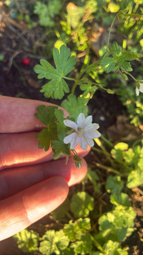 Hedgerow Crane's-bill