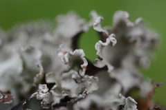 Platismatia wheeleri