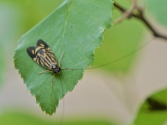 Macrostemum zebratum