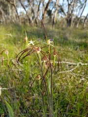 Caladenia straminichila