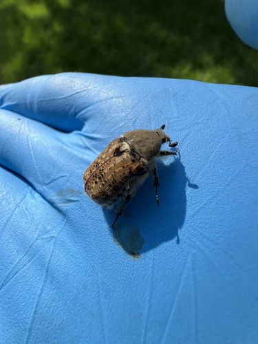 Bumble Flower Beetle