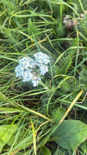 common yarrow