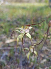 Caladenia straminichila