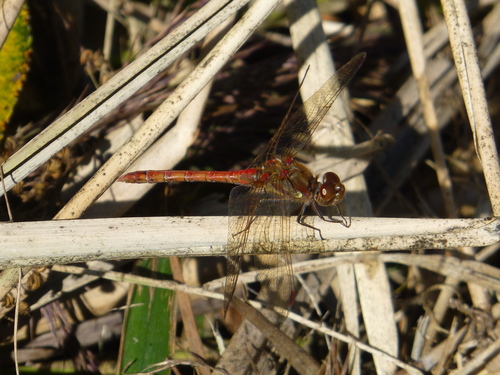 Common Darter