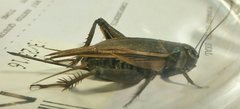 Gryllus rubens