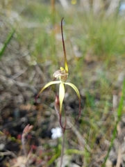 Caladenia straminichila