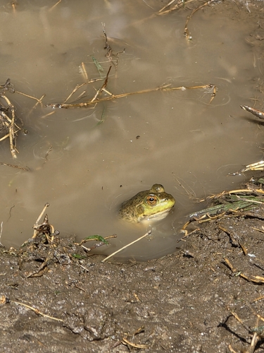 American Bullfrog