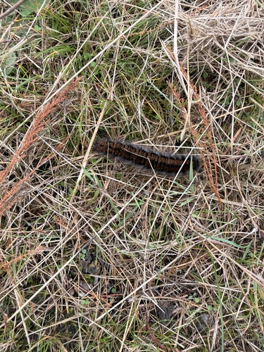 Fox Moth