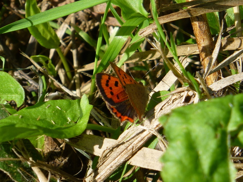 Small Copper