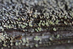 Fulgidea sierrae