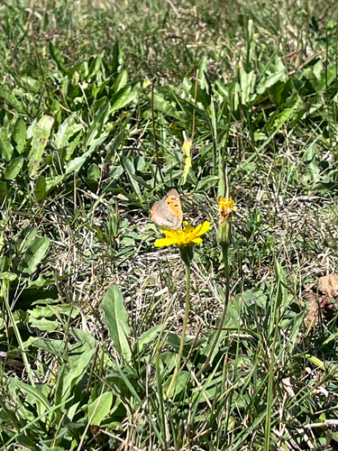 Small Copper