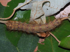 Lymantria xylina