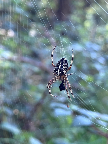 Cross Orbweaver