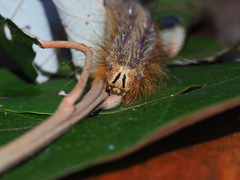 Lymantria xylina