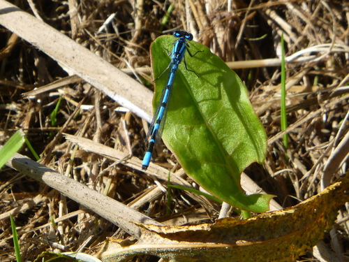 Common Blue Damselfly
