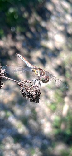 Common Darter