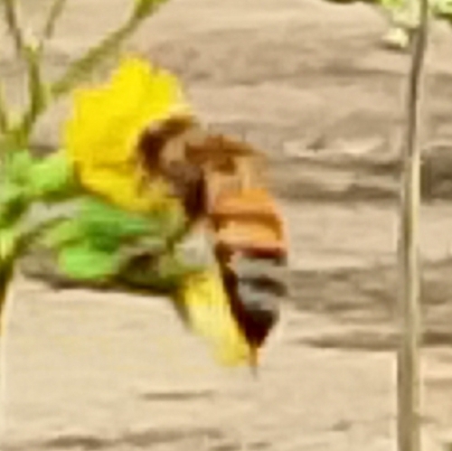Western Honey Bee
