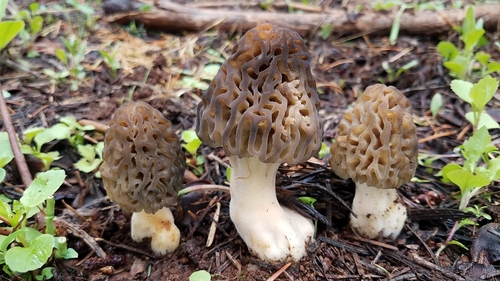 Natural Black Morel